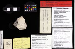 Foto (Objekt + Etiketten) von Gastrosacus ernstbrunnensis (Bachmayer, 1947) 